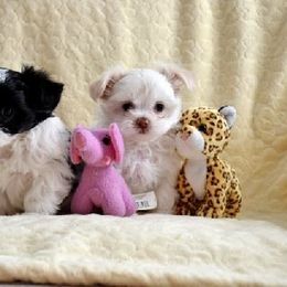 Mi-Ki Puppies from Orlando Mi-Kis