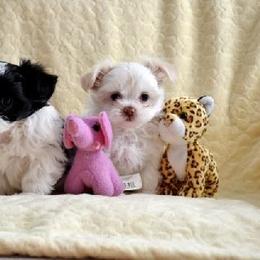Mi-Ki Puppies from Orlando Mi-Kis