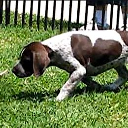 German Shorthaired Pointers and Pointers from Paladen Pointers & German Shorthaired Pointers