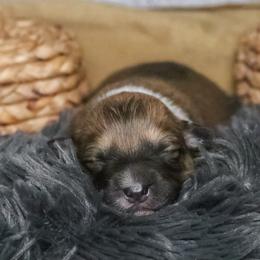 Cedar (Fluffy) - Sable and white male American Corgi puppy in Fayetteville, Arkansas from Intergalactic Corgis