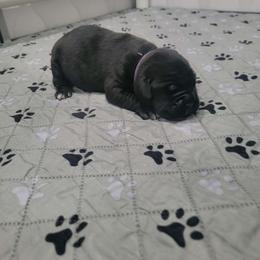 Purple collar female - Black brindle female Cane Corso puppy in Westerville, Ohio from Elite Empire Cane Corso
