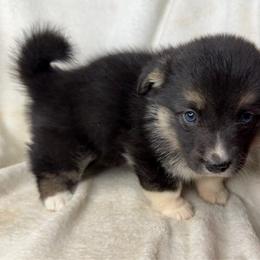 Winnie - Black and tan female American Corgi puppy in Grants Pass, Oregon from KnR Antler Dogs