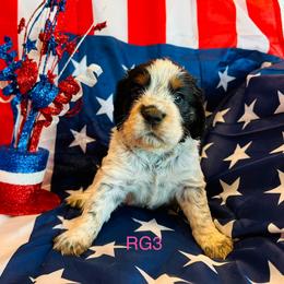RG3 - Tri-Roan female English Springer Spaniel puppy in Britton, South Dakota from K&S Canines