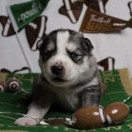 Orange - Gray and white male Siberian Husky puppy in York, Pennsylvania from Spalla Pups