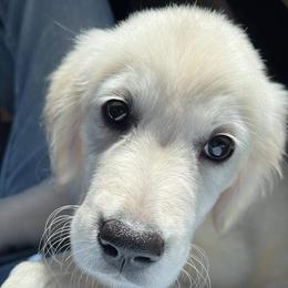 German Shepherd and Golden Retriever Puppies from Le Blanc’ English Goldens and Shepherds LLC