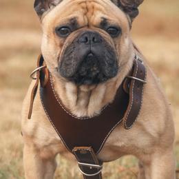 French Bulldogs from 1017_kennels