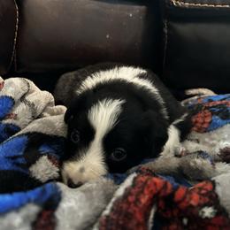 Radish - Black and white female Border Collie puppy in Franklin, Maine from Broad Meadow Borders