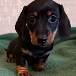 Bella - Black and tan female Dachshund puppy in Sutherland, Virginia from Sutherland Estates Dachshunds