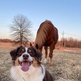 Miniature American Shepherds from Amy's Aussies