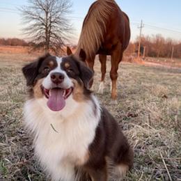 Miniature American Shepherds from Amy's Aussies