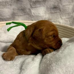 Luigi - Apricot male Goldendoodle puppy in Dayton, Tennessee from MK Goldendoodles