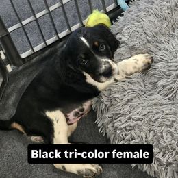 Purple collar - Black white and tan female English Springer Spaniel puppy in Anderson, South Carolina from Hembree Creek Springers