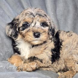 Fire - Merle female Sheepadoodle puppy in Cleveland, Georgia from Jam's Doodles And Poodles