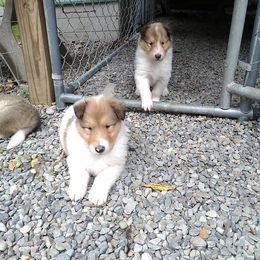 Collie Puppies from LynChris Collies