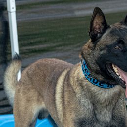 Baako - Belgian Malinois