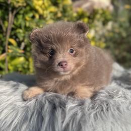 Oakley - Lavender male Pomeranian puppy in Sandia, Texas from Broken Arrow Poms