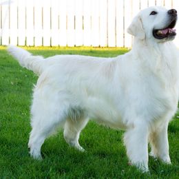 Oliver - Golden Retriever