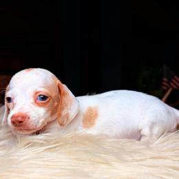 Jolene - Piebald female Dachshund puppy in Washburn, Tennessee from Clinch Mountain Dachshunds