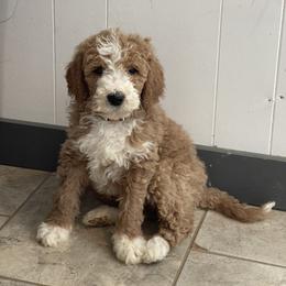 Buddy - Red  male Goldendoodle puppy in Sugarcreek, Ohio from True Hearted Doodles