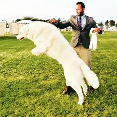 Kuvasz and Pumi All Grown Up from Ederra (Kuvasz and Pumi)