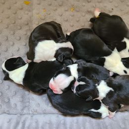 Boston Terrier Puppies from Ashley Miller Bostons