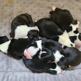 Boston Terrier Puppies from Ashley Miller Bostons