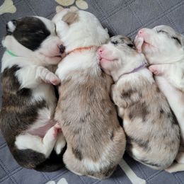 Cardigan Welsh Corgi Puppies from Star N Cardigan Corgis