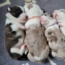 Cardigan Welsh Corgi Puppies from Star N Cardigan Corgis