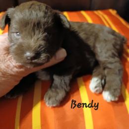 Bendy - Liver female Miniature Schnauzer puppy in Midland, Texas from Shebbies Puppy Palace