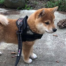 Yoshi - Shiba Inu
