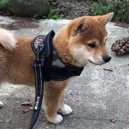 Yoshi - Shiba Inu