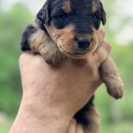 Baby Boy Grey - Black and tan male Airedale Terrier puppy in Mooresville, North Carolina from Farm 55