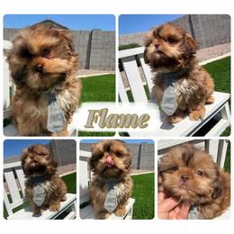 Flame - Red male Shih Tzu puppy in Coolidge, Arizona from Shih Tzu’s  ‘N’ Love