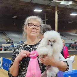 Lennon - Poodle