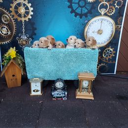 Golden Retriever Puppies from Topmast Goldens