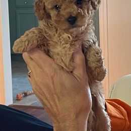 Poodle Puppies from Cathys Dogs