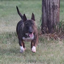 Lucy - Miniature Bull Terrier