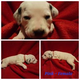 Dalmatian Puppies from Delaney's Dalmatians