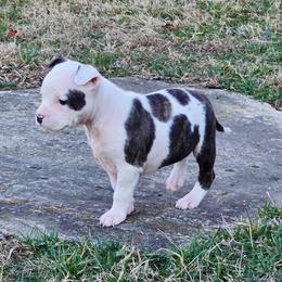 Sophia - Brown brindle female American Staffordshire Terrier puppy in Clintwood, Virginia from SkyBlue Kennel