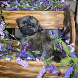 Cinnamon AKC Champion Bloodline - Brindle female Shih Tzu puppy in Kings Mountain, North Carolina from Britany's Shih Tzus