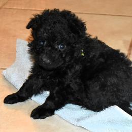 Fig Newton - Black male Mudi puppy in Benson, Arizona from Twisted Acres Border Collies and Mudi