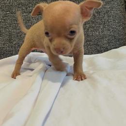 Yorkshire Terrier puppies from Made in Heaven Yorkshire Terrier Las Vegas