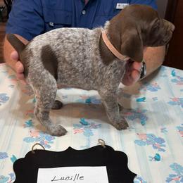 Lucille - Liver and white female German Shorthaired Pointer puppy in Morgantown, Indiana from Kevin Funkhouser Kennel
