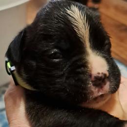 Neon green - Brindle male Boxer puppy in Franklin, Georgia from Lakeside Kennels of Franklin