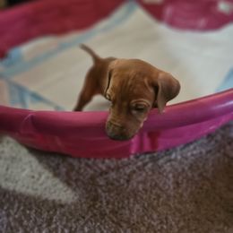 Puppy 5 male - Rd whtn brn nose male Rhodesian Ridgeback puppy in Caldwell, Idaho from Haley Gross's 	Rhodesian Ridgebacks and Minature Pinchers