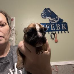 Orange collar - Fawn female Boxer puppy in Ekron, Kentucky from Best Friends Euro Boxers (BFEBK)