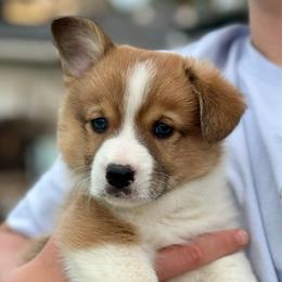 Pibbles - Sable male Pembroke Welsh Corgi puppy in Butte Meadows, California from Julia's Pembroke Welsh Corgis