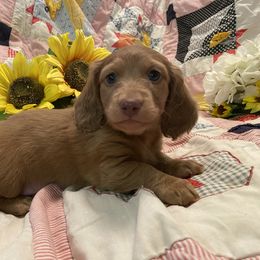Dachshund Puppies from Alpine Meadow Dachshunds