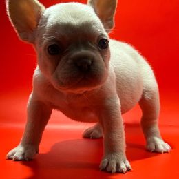 Nova - White French Bulldog puppy in San Leandro, California from City of Frenchies