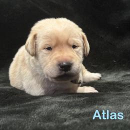Atlas - Yellow male Labrador Retriever puppy in Tigard, Oregon from Morrison Labrador Retreivers